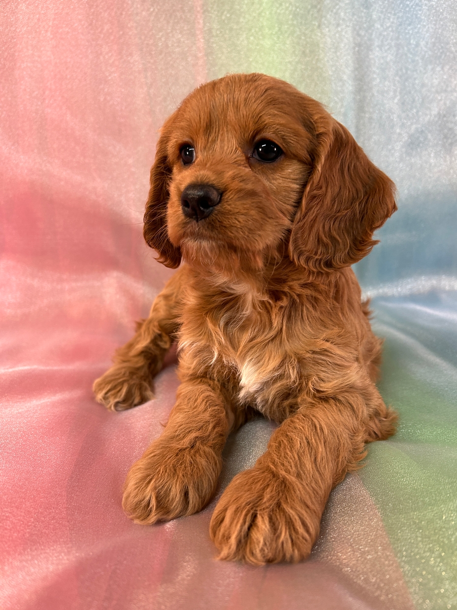Female F1 Cockapoo Puppy for Sale DOB 3-3-2025 $950